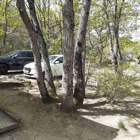 дъбрава * Skorpilovci