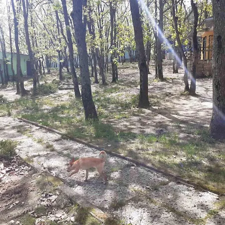 дъбрава Shkorpilovtsi